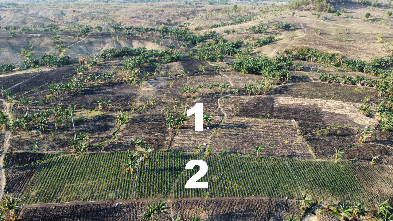 Di usia tanaman 15 Hst, terlihat perbedaan antara Drip drip (no.2) dan paengairan tadah hujan + Konvensional (no.1).