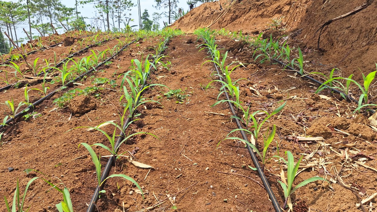 Laju vegetatif tanaman terbukti lebih cepat kurang lebib 10% dan dengan drip penanaman bisa dilakukan lebih banyak 30% kuantitasnya pada 20 Hst.