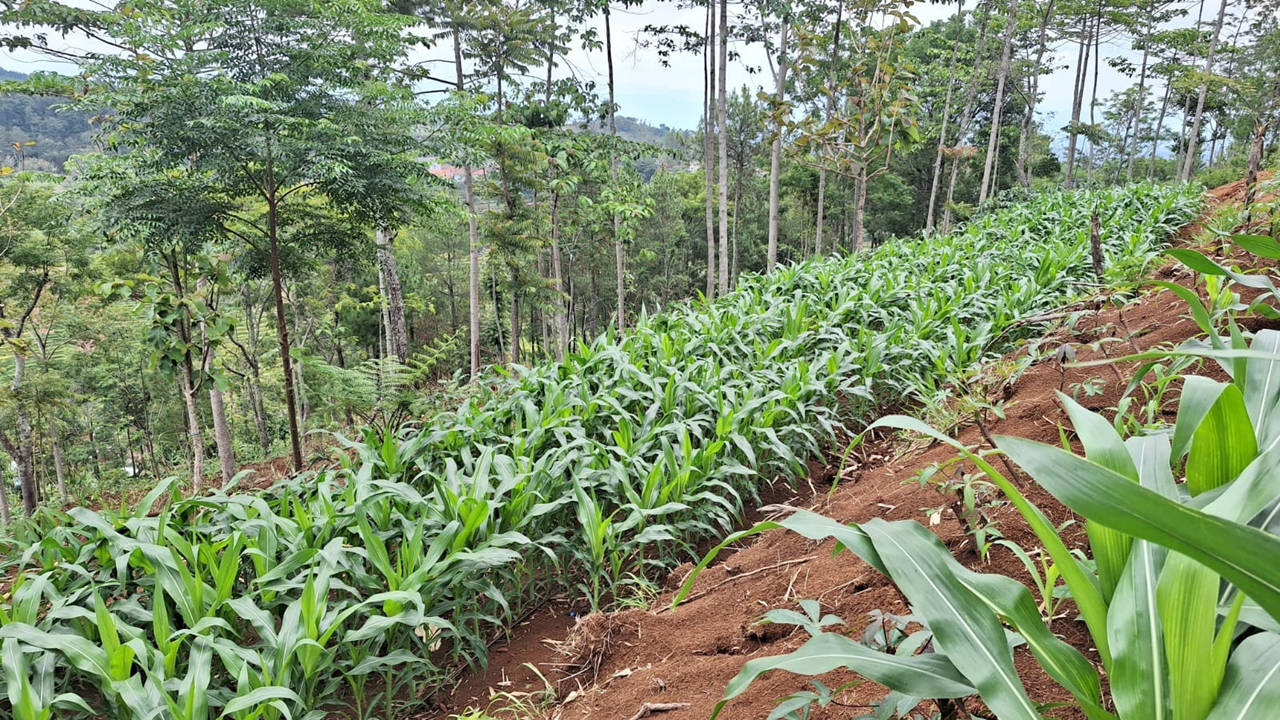 Pada 30 Hst, pertumbuhan tanaman lebih beragam karena pengairan dengan drip lebih presisi.