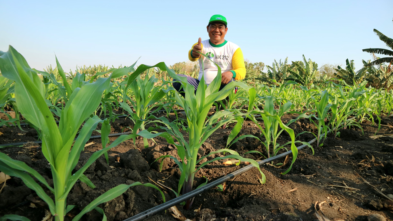 Kondisi tanaman pada 50 Hst, tidak terlihat layu walaupun sedang musim kemarau.